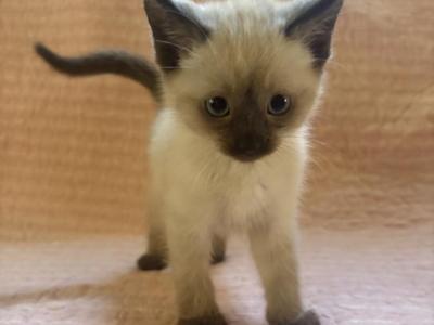 Simon - Siamese - Gallery Photo #1