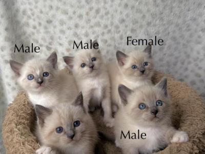 Siamese Kittens - Siamese - Gallery Photo #1