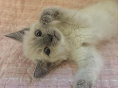Asher - Siamese - Gallery Photo #1