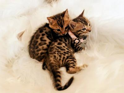 Bengal Kittens High Quality Tica - Bengal - Gallery Photo #1