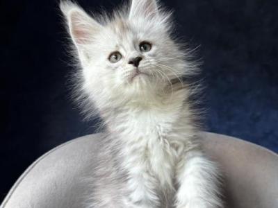Imp - Maine Coon - Gallery Photo #1