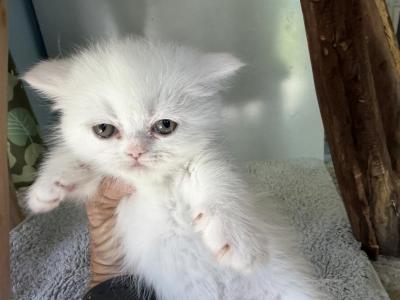 Exotic Shorthair Solid White Female Dollface - Exotic - Gallery Photo #1