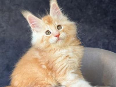Han Solo - Maine Coon - Gallery Photo #1