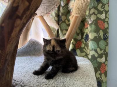 Exotic Shorthair - Exotic - Gallery Photo #1