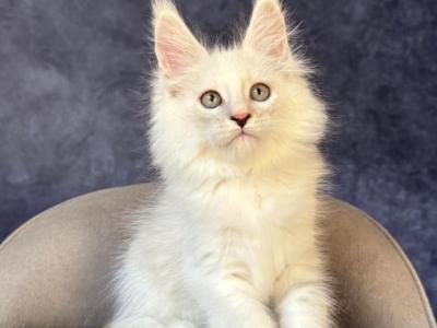 Glen Ellen - Maine Coon - Gallery Photo #1