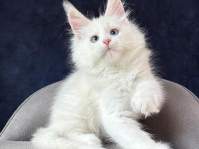 Gamin - Maine Coon - Gallery Photo #1