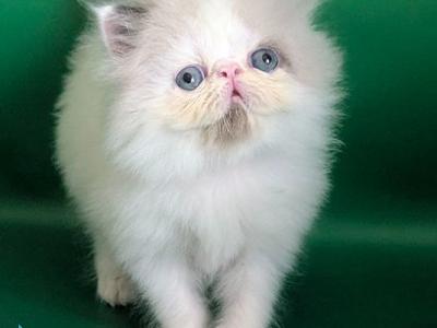 Nemo - Persian - Gallery Photo #1