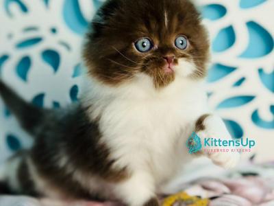 Xanti - Scottish Fold - Gallery Photo #1