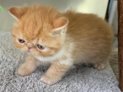 Exotic Shorthair Red And White Female - Exotic - Gallery Photo #1