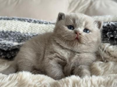 Harley's Lilac Boy - British Shorthair - Gallery Photo #1