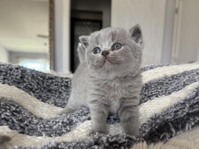 Jazzy Blue Boy - British Shorthair - Gallery Photo #1