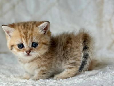 Ziva_ - Munchkin - Gallery Photo #1