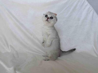 Aurora Silver Shaded Munchkin Scottish Short Legs - Munchkin - Gallery Photo #1