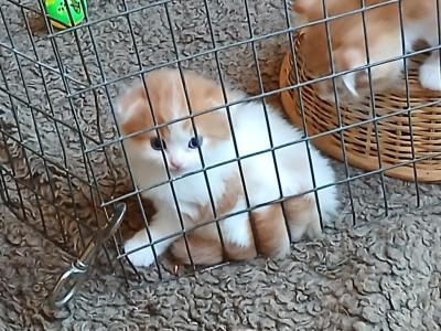 Pretty Grl - Scottish Fold - Gallery Photo #1