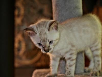 Snows - Bengal - Gallery Photo #1