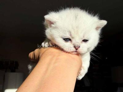 Victorville CA Diamond Silver Munchkin Short Leg - Munchkin - Gallery Photo #1