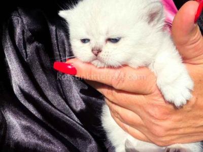 Victorville CA Dream Silver Munchkin Short Legs - Munchkin - Gallery Photo #1
