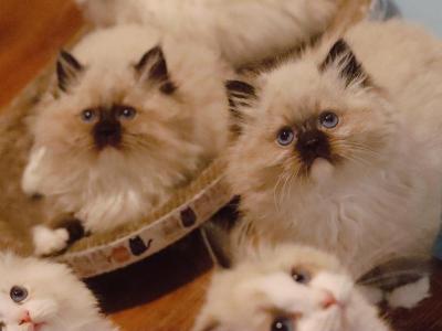 Seal Mitted - Ragdoll - Gallery Photo #1