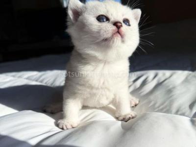 Victorville CA Dustin Silver British Shorthair - British Shorthair - Gallery Photo #1