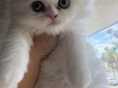 Happy Family - Persian - Gallery Photo #1