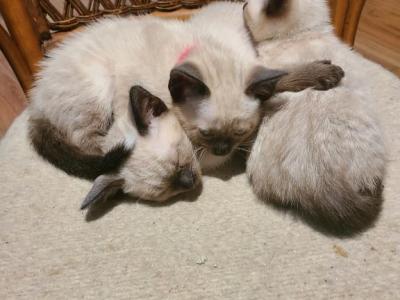 Ravens Siamese - Siamese - Gallery Photo #1
