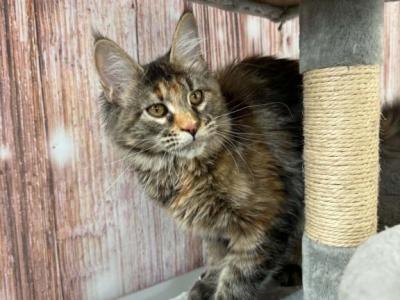 Irina - Maine Coon - Gallery Photo #1