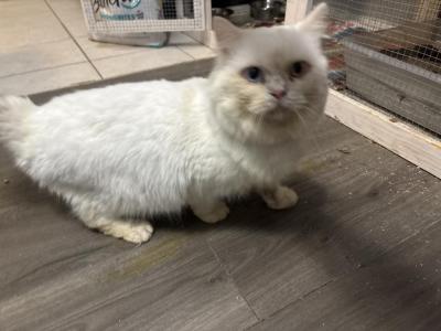 Olaf - Munchkin - Gallery Photo #1