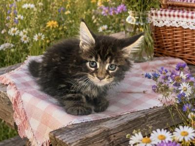 Female Kitten - Maine Coon - Gallery Photo #1