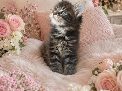 Cute Female - Maine Coon - Gallery Photo #1