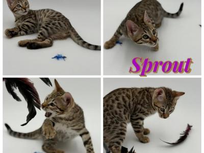 Sprout - Bengal - Gallery Photo #1