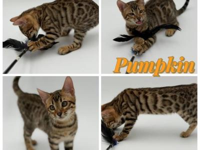 Pumpkin - Bengal - Gallery Photo #1