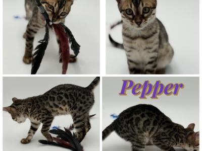 Pepper - Bengal - Gallery Photo #1