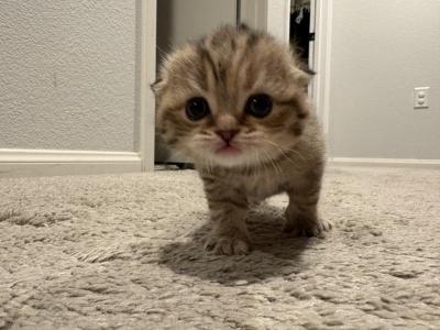 Munchkin Gene Kitties - Munchkin - Gallery Photo #1