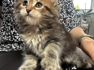 Mochi - Siberian - Gallery Photo #1