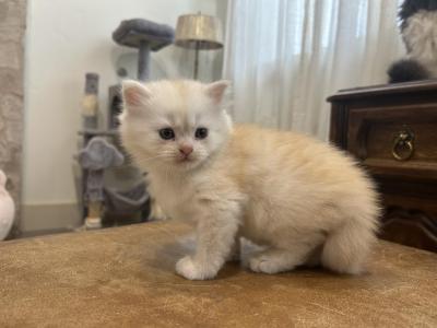 Little Guy - Minuet - Gallery Photo #1