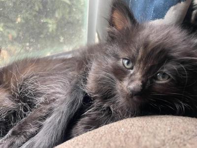 Kittens 4 Sale - Bombay - Gallery Photo #1