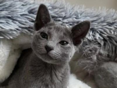 Kittens Male - Russian Blue - Gallery Photo #1