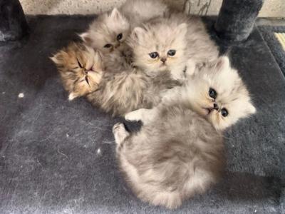 Cat - Persian - Gallery Photo #1