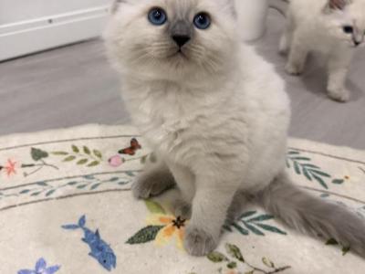 Sparky - Ragdoll - Gallery Photo #1
