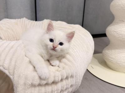 Flame - Ragdoll - Gallery Photo #1