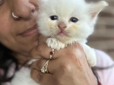 Flame Point Male Ragdoll Kitten - Ragdoll - Gallery Photo #1