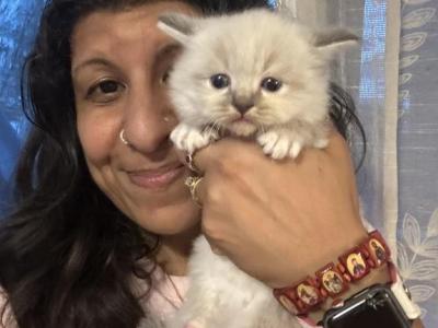 Mitted Mink Linx Blue Point Ragdoll Male Kitten - Ragdoll - Gallery Photo #1