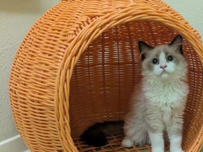TICA Seal Bicolor Ragdoll Kitten - Ragdoll - Gallery Photo #1