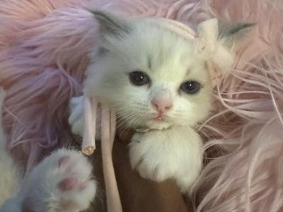 Purebred 8 Wk Old Bicolor Lavender Female Ragdoll - Ragdoll - Gallery Photo #1