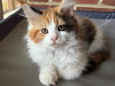 Maine Coon - Maine Coon - Gallery Photo #1