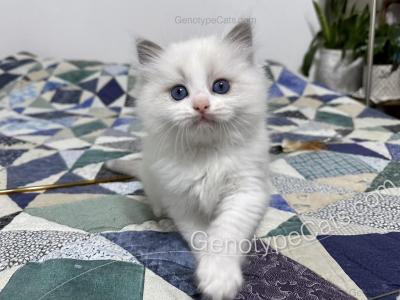 Dugald - Ragdoll - Gallery Photo #1