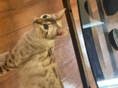 Bengal - Bengal - Gallery Photo #1