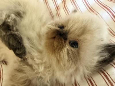 Toasted Marshmallow - Himalayan - Gallery Photo #1