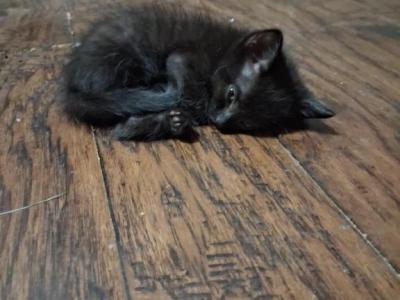 Casey - Domestic - Gallery Photo #1
