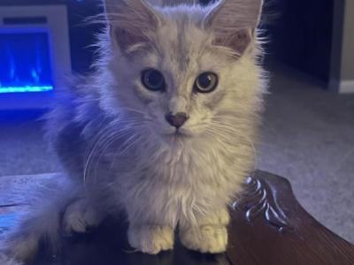 High Silver - Maine Coon - Gallery Photo #1